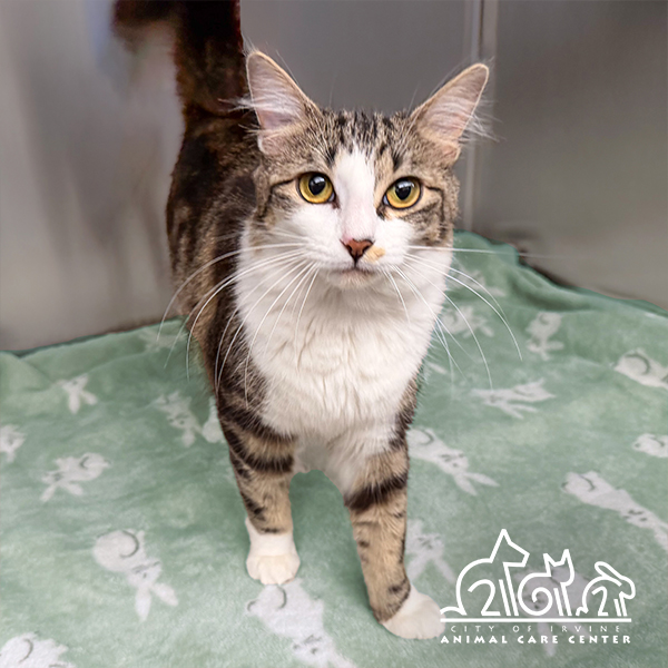Shelter Stray Female Cat last seen SAND CANYON/ NIGHTMIST, 6443 Oak Canyon, Irvine, CA 92618, USA
