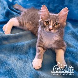 Shelter Stray Male Cat last seen GENTLE BREEZE/HEAVENLY, 92602, 6443 Oak Canyon, Irvine, CA 92618, USA