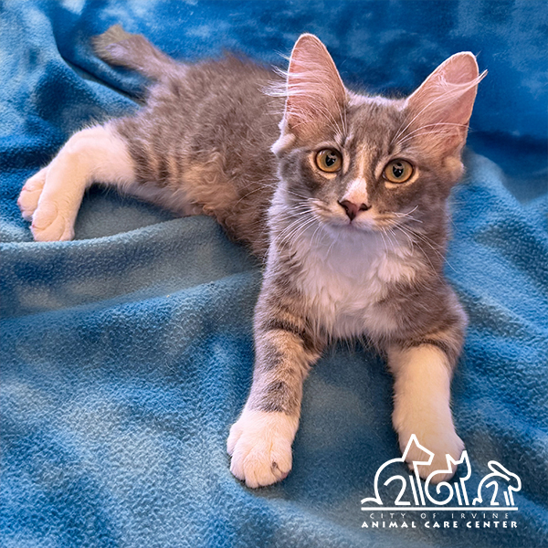 Shelter Stray Male Cat last seen GENTLE BREEZE/HEAVENLY, 92602, 6443 Oak Canyon, Irvine, CA 92618, USA