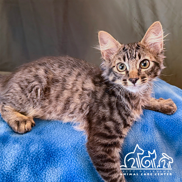 Shelter Stray Male Cat last seen GENTLE BREEZE/HEAVENLY, 92602, 6443 Oak Canyon, Irvine, CA 92618, USA