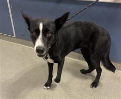 Shelter Stray Female Dog last seen Near BLOCK NW 23RD AVE, 3599 NW 79th Ave, Doral, FL 33122, USA