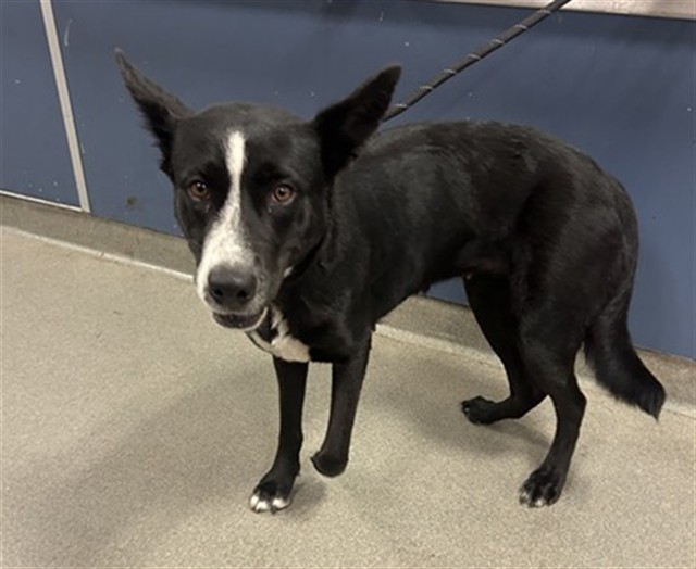 Shelter Stray Female Dog last seen Near BLOCK NW 23RD AVE, 3599 NW 79th Ave, Doral, FL 33122, USA