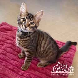 Shelter Stray Male Cat last seen GENTLE BREEZE/HEAVENLY, 92602, 6443 Oak Canyon, Irvine, CA 92618, USA