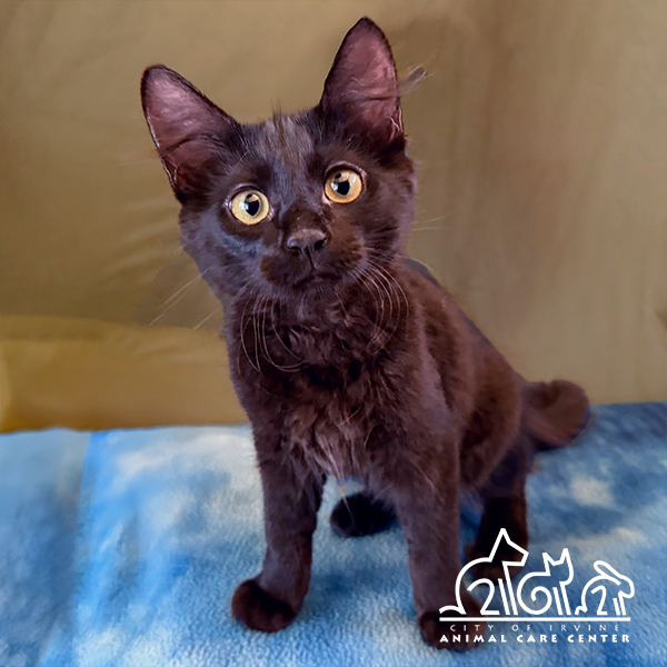 Shelter Stray Male Cat last seen GENTLE BREEZE/HEAVENLY, 92602, 6443 Oak Canyon, Irvine, CA 92618, USA
