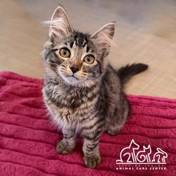 Shelter Stray Female Cat last seen GENTLE BREEZE/HEAVENLY, 92602, 6443 Oak Canyon, Irvine, CA 92618, USA