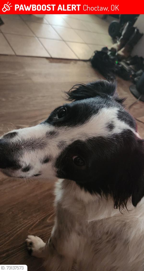 Lost Male Dog last seen Oakwood dr and se 35th street, Choctaw, OK 73020