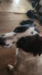 Lost Male Dog last seen Oakwood dr and se 35th street, Choctaw, OK 73020