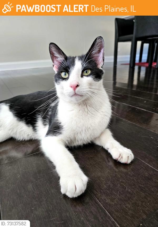 Found/Stray Male Cat last seen Dee Park Recreation Area, Des Plaines, IL 60016