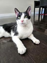 Found/Stray Male Cat last seen Dee Park Recreation Area, Des Plaines, IL 60016