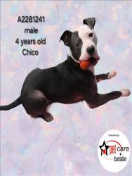 Shelter Stray Male Dog last seen , 3201 Lacy St, Los Angeles, CA 90031, USA