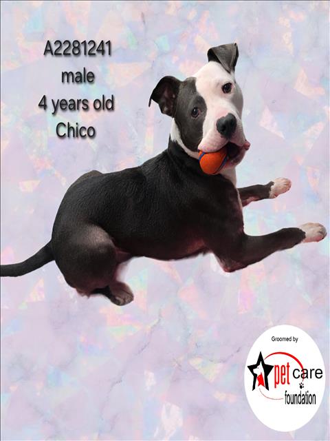 Shelter Stray Male Dog last seen , 3201 Lacy St, Los Angeles, CA 90031, USA