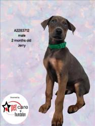 Shelter Stray Male Dog last seen , 3201 Lacy St, Los Angeles, CA 90031, USA