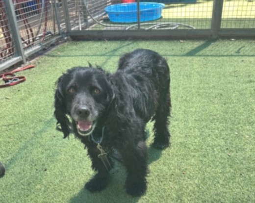 Shelter Stray Female Dog last seen , 14409 Vanowen St, Van Nuys, CA 91405, USA