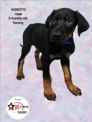 Shelter Stray Male Dog last seen , 3201 Lacy St, Los Angeles, CA 90031, USA