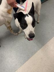 Shelter Stray Female Dog last seen , 14409 Vanowen St, Van Nuys, CA 91405, USA