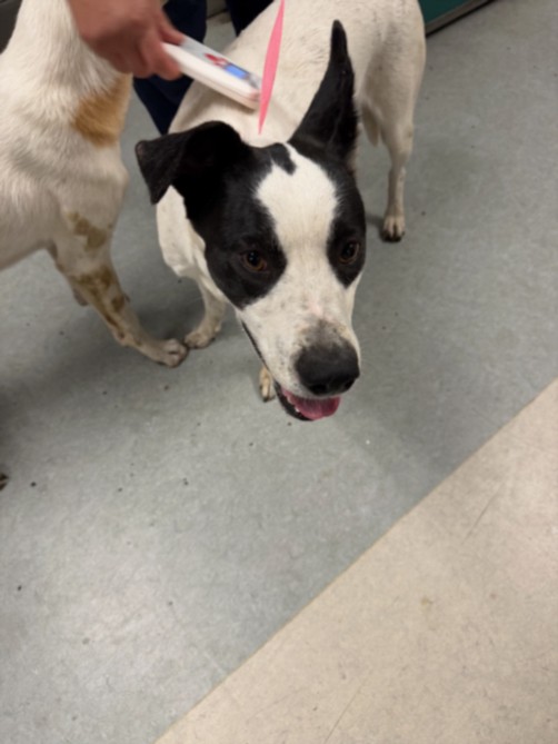 Shelter Stray Female Dog last seen , 14409 Vanowen St, Van Nuys, CA 91405, USA