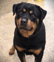 Shelter Stray Male Dog last seen , 3201 Lacy St, Los Angeles, CA 90031, USA