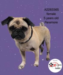 Shelter Stray Female Dog last seen , 3201 Lacy St, Los Angeles, CA 90031, USA
