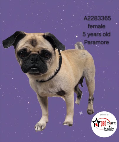 Shelter Stray Female Dog last seen , 3201 Lacy St, Los Angeles, CA 90031, USA