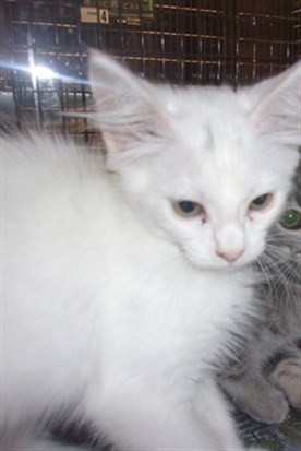 Shelter Stray Female Cat last seen , 14409 Vanowen St, Van Nuys, CA 91405, USA