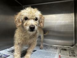Shelter Stray Male Dog last seen , 3201 Lacy St, Los Angeles, CA 90031, USA