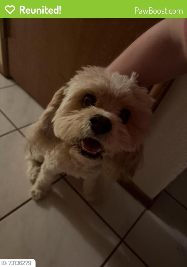 Reunited Male Dog last seen S River Dr and East La Jolla Dr, Tempe, AZ 85282