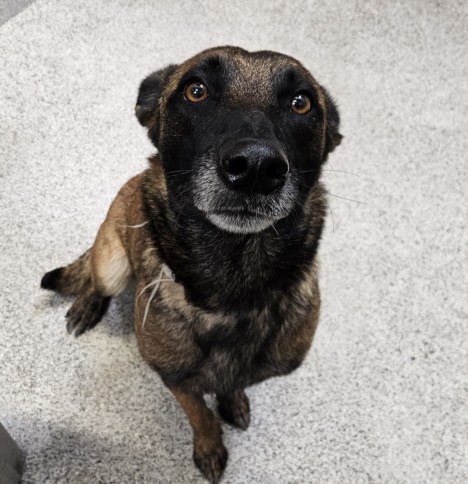 Shelter Stray Female Dog last seen , 3201 Lacy St, Los Angeles, CA 90031, USA