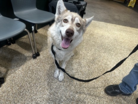 Shelter Stray Female Dog last seen , 3201 Lacy St, Los Angeles, CA 90031, USA