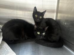 Shelter Stray Female Cat last seen , 3201 Lacy St, Los Angeles, CA 90031, USA