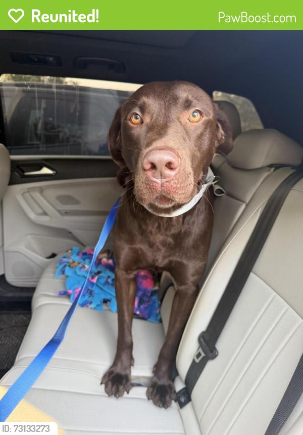 Reunited Male Dog last seen Beck rd/ ecorse, Van Buren Township, MI 48111