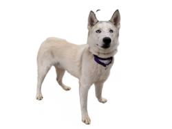 Shelter Stray Male Dog last seen , 3201 Lacy St, Los Angeles, CA 90031, USA