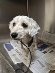 Shelter Stray Female Dog last seen , 3201 Lacy St, Los Angeles, CA 90031, USA