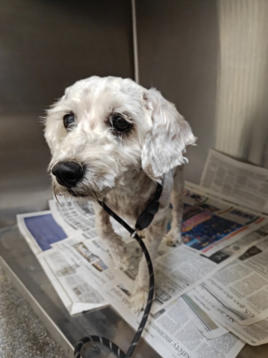 Shelter Stray Female Dog last seen , 3201 Lacy St, Los Angeles, CA 90031, USA