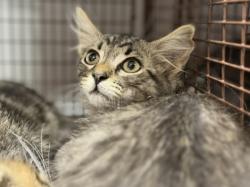 Shelter Stray Male Cat last seen , 3201 Lacy St, Los Angeles, CA 90031, USA