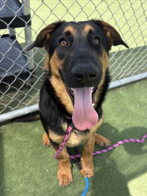 Shelter Stray Male Dog last seen , 11361 W Pico Blvd, Los Angeles, CA 90064, USA