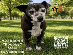 Shelter Stray Male Dog last seen , 3201 Lacy St, Los Angeles, CA 90031, USA