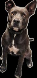 Shelter Stray Female Dog last seen , 3201 Lacy St, Los Angeles, CA 90031, USA