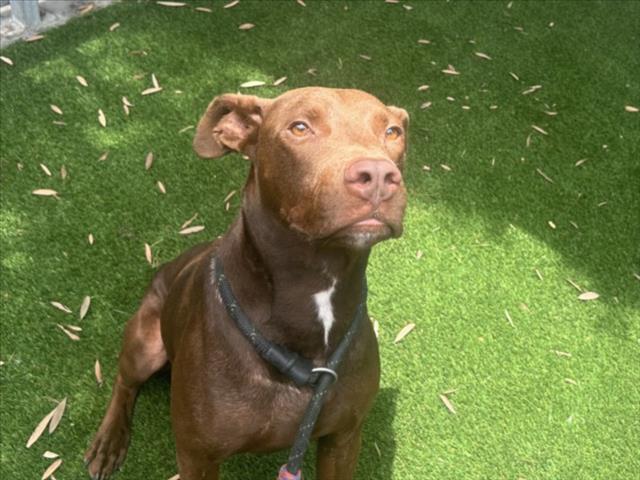 Shelter Stray Male Dog last seen , 1850 W 60th St, Los Angeles, CA 90047, USA