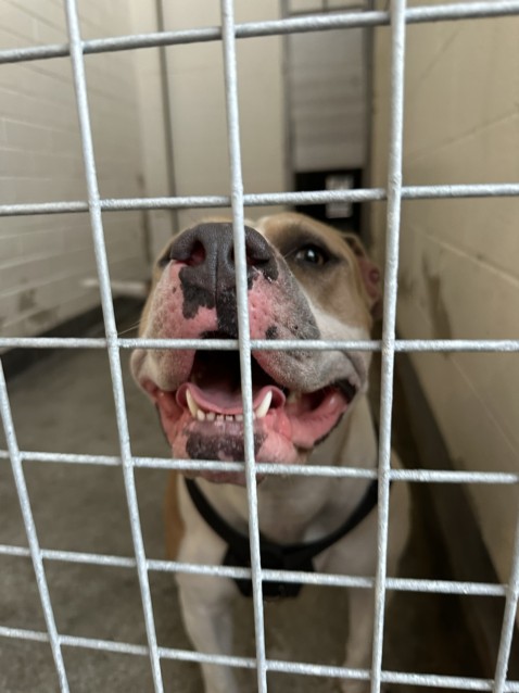 Shelter Stray Female Dog last seen , 3201 Lacy St, Los Angeles, CA 90031, USA
