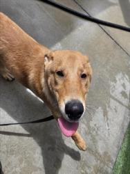 Shelter Stray Male Dog last seen , 1850 W 60th St, Los Angeles, CA 90047, USA