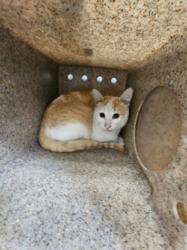 Shelter Stray Female Cat last seen , 3201 Lacy St, Los Angeles, CA 90031, USA