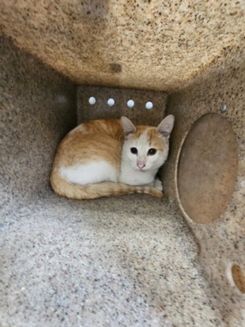 Shelter Stray Female Cat last seen , 3201 Lacy St, Los Angeles, CA 90031, USA