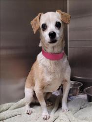 Shelter Stray Female Dog last seen , 1850 W 60th St, Los Angeles, CA 90047, USA