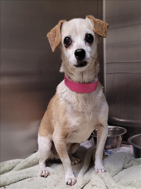 Shelter Stray Female Dog last seen , 1850 W 60th St, Los Angeles, CA 90047, USA
