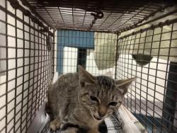 Shelter Stray Female Cat last seen , 3201 Lacy St, Los Angeles, CA 90031, USA