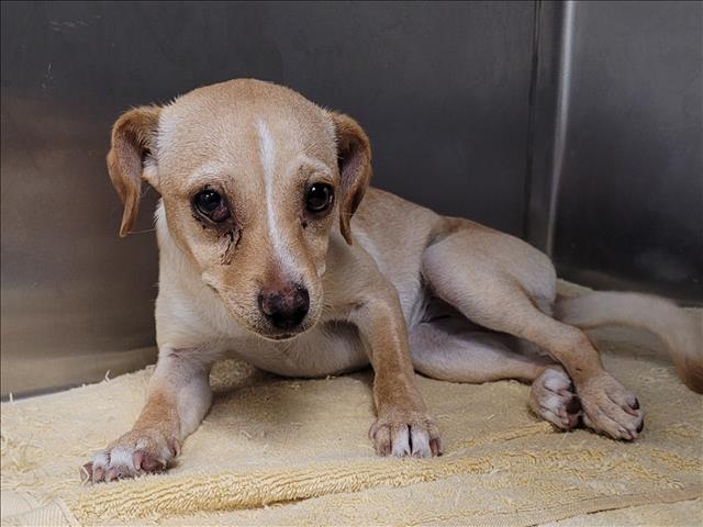 Shelter Stray Female Dog last seen , 1850 W 60th St, Los Angeles, CA 90047, USA