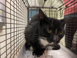 Shelter Stray Female Cat last seen , 3201 Lacy St, Los Angeles, CA 90031, USA