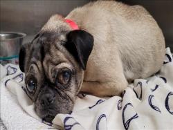 Shelter Stray Female Dog last seen , 1850 W 60th St, Los Angeles, CA 90047, USA