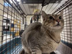 Shelter Stray Female Cat last seen , 3201 Lacy St, Los Angeles, CA 90031, USA