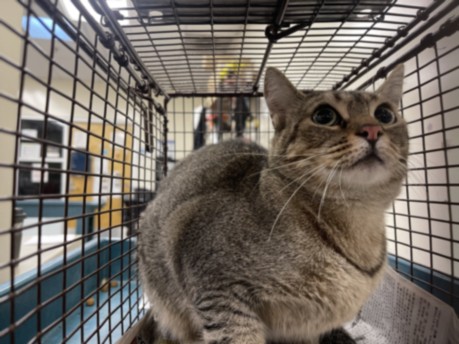 Shelter Stray Female Cat last seen , 3201 Lacy St, Los Angeles, CA 90031, USA